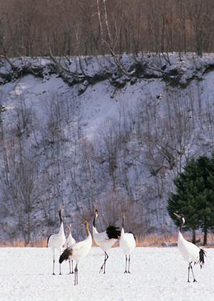 別府温泉 竹と椿のお宿 花べっぷ｜心地よい温泉体験とおもてなしの名宿
